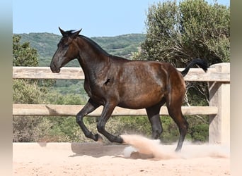 Menorcaanse, Merrie, 1 Jaar, 156 cm, Zwart