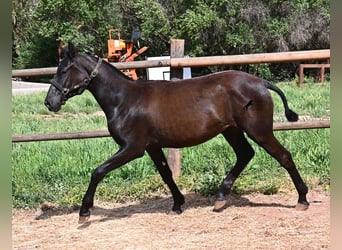 Menorcaanse, Merrie, 1 Jaar, 156 cm, Zwart