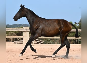 Menorcaanse, Merrie, 1 Jaar, 156 cm, Zwart