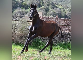 Menorcaanse, Merrie, 1 Jaar, 156 cm, Zwart