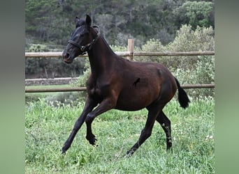 Menorcaanse, Merrie, 1 Jaar, 156 cm, Zwart
