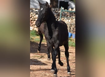 Menorcaanse, Merrie, 1 Jaar, 157 cm, Zwart