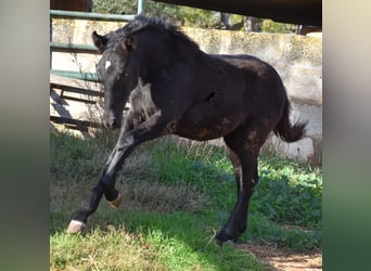 Menorcaanse, Merrie, 1 Jaar, 157 cm, Zwart