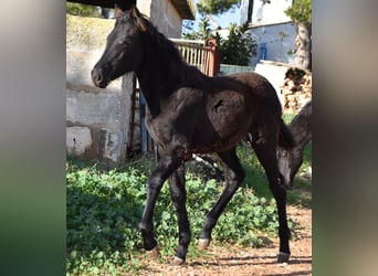 Menorcaanse, Merrie, 1 Jaar, 157 cm, Zwart