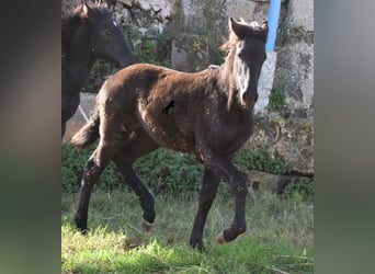 Menorcaanse, Merrie, 1 Jaar, 157 cm, Zwart