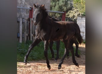 Menorcaanse, Merrie, 1 Jaar, 157 cm, Zwart