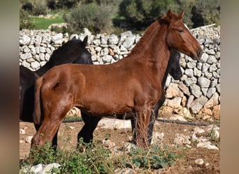 Menorcaanse, Merrie, 1 Jaar, 160 cm, Vos