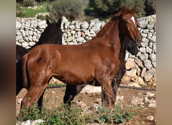 Menorcaanse, Merrie, 1 Jaar, 160 cm, Vos