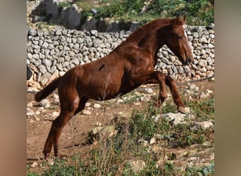 Menorcaanse, Merrie, 1 Jaar, 160 cm, Vos