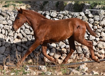 Menorcaanse, Merrie, 1 Jaar, 160 cm, Vos