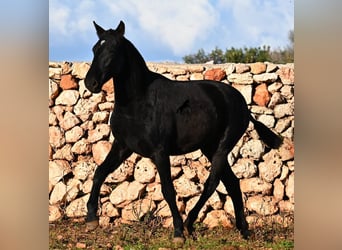Menorcaanse, Merrie, 1 Jaar, 160 cm, Zwart