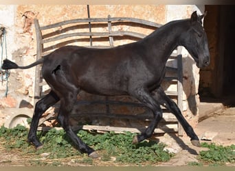 Menorcaanse, Merrie, 1 Jaar, 162 cm, Zwart