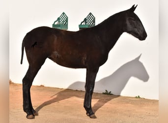 Menorcaanse, Merrie, 1 Jaar, 164 cm, Zwart