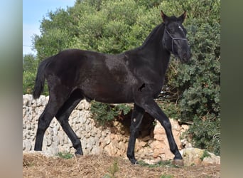 Menorcaanse, Merrie, 1 Jaar, 165 cm, Zwart