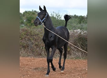 Menorcaanse, Merrie, 1 Jaar, 165 cm, Zwart