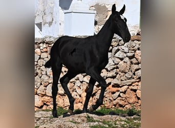 Menorcaanse, Merrie, 1 Jaar, 165 cm, Zwart