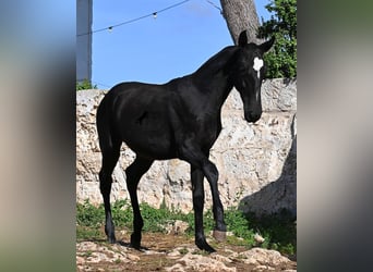 Menorcaanse, Merrie, 1 Jaar, 165 cm, Zwart