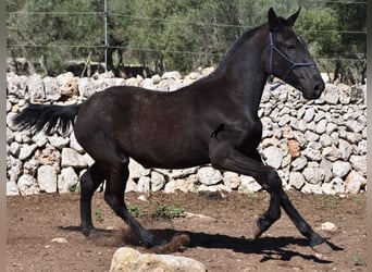 Menorcaanse, Merrie, 1 Jaar, 165 cm, Zwart