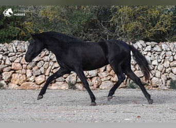 Menorcaanse, Merrie, 2 Jaar, 150 cm, Zwart