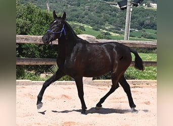 Menorcaanse, Merrie, 2 Jaar, 152 cm, Zwart