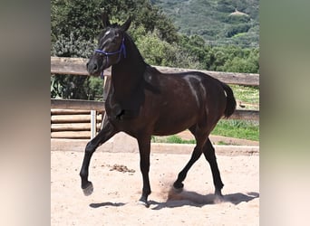 Menorcaanse, Merrie, 2 Jaar, 152 cm, Zwart
