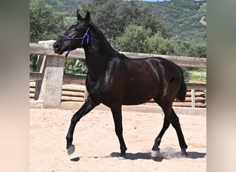 Menorcaanse, Merrie, 2 Jaar, 152 cm, Zwart