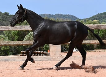Menorcaanse, Merrie, 2 Jaar, 156 cm, Zwart