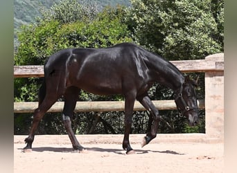 Menorcaanse, Merrie, 2 Jaar, 156 cm, Zwart