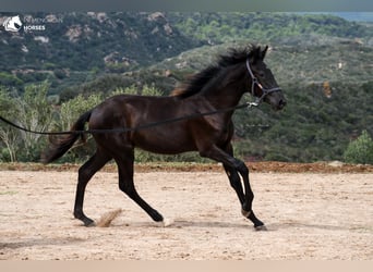 Menorcaanse, Merrie, 2 Jaar, 161 cm, Zwart