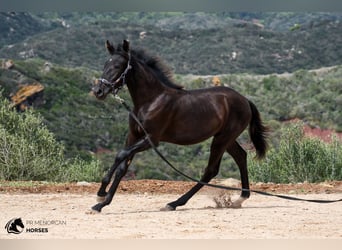 Menorcaanse, Merrie, 2 Jaar, 161 cm, Zwart