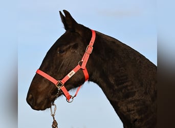 Menorcaanse, Merrie, 2 Jaar, 161 cm, Zwart