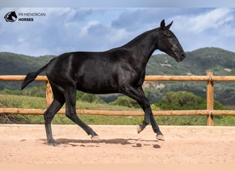 Menorcaanse, Merrie, 2 Jaar, 162 cm, Zwart