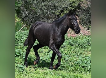 Menorcaanse, Merrie, 2 Jaar, 163 cm, Zwart