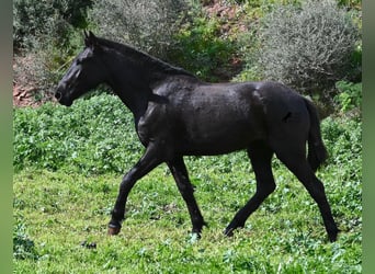 Menorcaanse, Merrie, 2 Jaar, 163 cm, Zwart