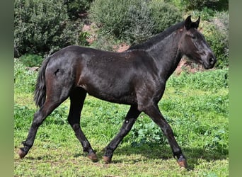 Menorcaanse, Merrie, 2 Jaar, 163 cm, Zwart