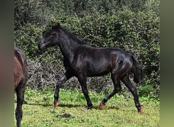 Menorcaanse, Merrie, 2 Jaar, 163 cm, Zwart