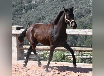 Menorcaanse, Merrie, 2 Jaar, 169 cm, Zwart