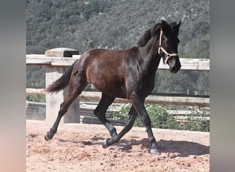 Menorcaanse, Merrie, 2 Jaar, 169 cm, Zwart