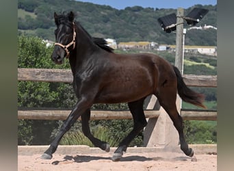 Menorcaanse, Merrie, 2 Jaar, 169 cm, Zwart