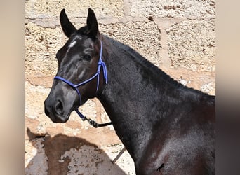 Menorcaanse, Merrie, 3 Jaar, 152 cm, Zwart
