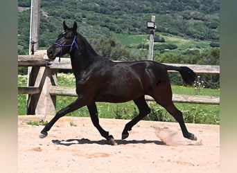 Menorcaanse, Merrie, 3 Jaar, 152 cm, Zwart