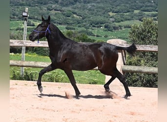 Menorcaanse, Merrie, 3 Jaar, 152 cm, Zwart