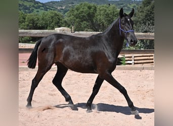 Menorcaanse, Merrie, 3 Jaar, 152 cm, Zwart