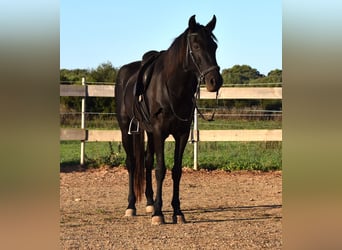 Menorcaanse, Merrie, 3 Jaar, 152 cm, Zwart