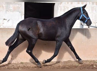 Menorcaanse, Merrie, 3 Jaar, 155 cm, Zwart