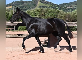 Menorcaanse, Merrie, 3 Jaar, 157 cm, Zwart