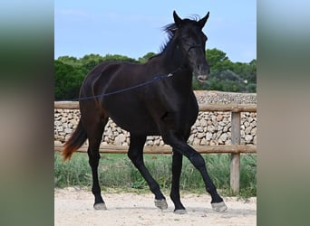Menorcaanse, Merrie, 3 Jaar, 159 cm, Zwart