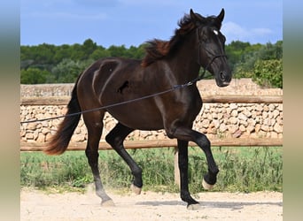 Menorcaanse, Merrie, 3 Jaar, 162 cm, Zwart