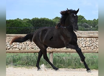 Menorcaanse, Merrie, 3 Jaar, 162 cm, Zwart