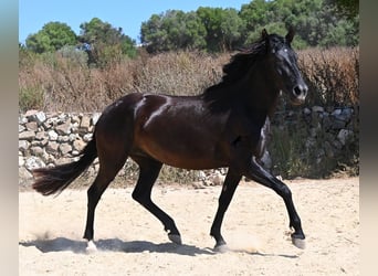 Menorcaanse, Merrie, 3 Jaar, 162 cm, Zwart
